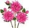 3 Pcs Artificial Dahlia Flowers – 27.9" Real-Touch Silk Stems with 6.1" Deep Pink Blooms, Lifelike Faux Flowers for Home Decor, Wedding, Centerpieces & Floral Arrangements